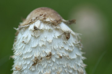 Parasol mushroom (Lepiota procera)