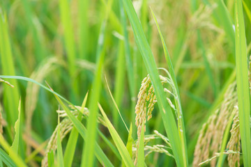 Closed up Paddy field