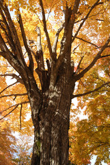 Fototapeta premium Tree in fall
