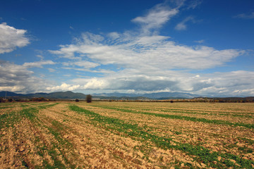 Fototapeta premium Fields