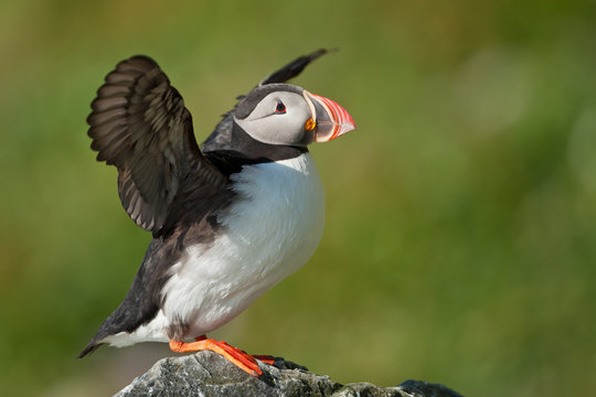 Atlantic Puffin flaps hins wings
