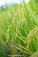rice grain in paddy farm