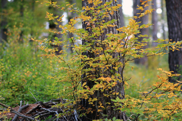 Obraz premium Mystic forest