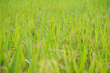 rice grain in paddy farm