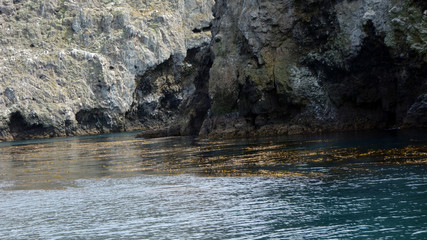 Algae kelp covering sea surface near Channels Islands, California