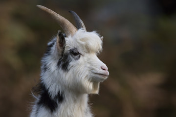feral goat portraits with autumn background © Paul
