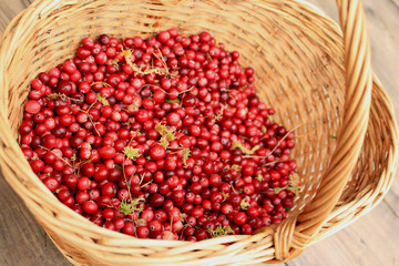 Cranberry with damp moss in wicker basket on wooden floor