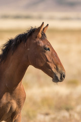 Wild Horse (mustang) in the Utah Desert