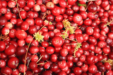 Red cranberry with damp moss closeup view