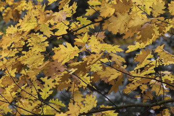 Season of beautiful autumn leaves. Nature background.