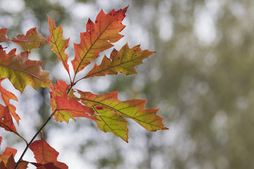 Season of beautiful autumn leaves. Nature background.