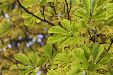 Obraz premium Season of beautiful chesnut tree with autumn leaves. Nature background.