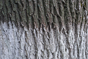 The bark of a tree, a background of a close-up of a birch, autumn is spring.