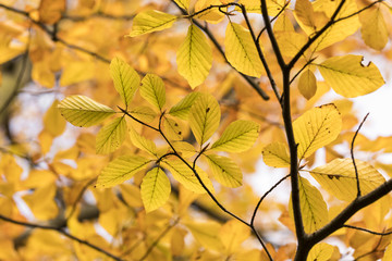 Season of beautiful autumn leaves. Nature background.
