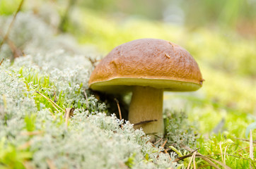 Mushrooms growing in forest.