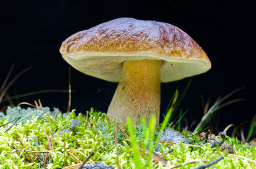 Mushrooms growing in forest.
