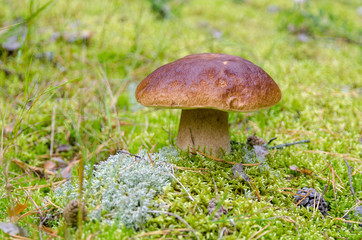 Mushrooms growing in forest.