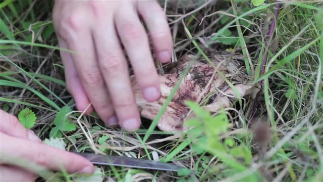pick up mushrooms/Collect mushrooms Lactarius resimus in the grass