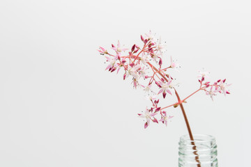 White space background with fresh flower plant decorations.