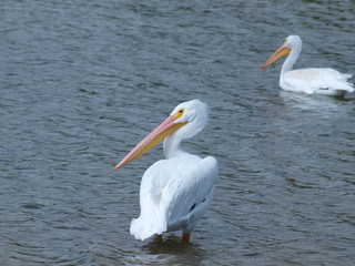 The Evil Eye Look From An American White Pelican