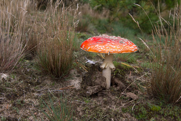 Fly agaric mushroom 