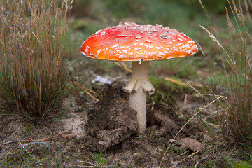 Fly agaric mushroom 