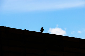 bird on wall with blue sky background