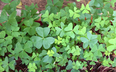 Different sizes and color of leaves of oxalis