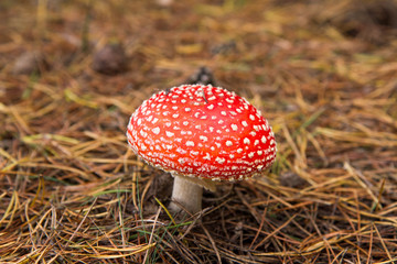 Fly agaric mushroom 