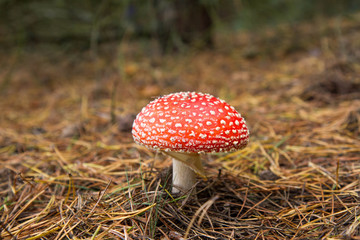 Fly agaric mushroom 
