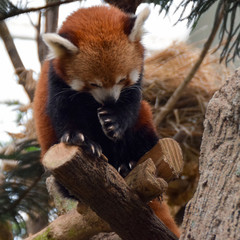 餌を食べてるレッサーパンダ