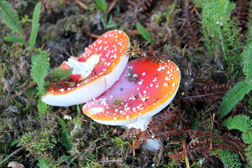 Champignons à chapeau rouge.rouge.