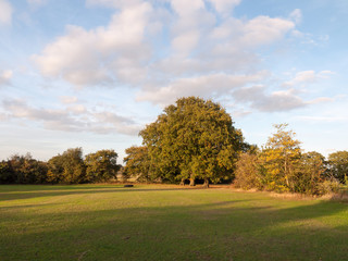 tree across field with sky background summer light