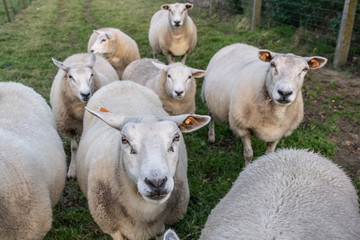Obraz premium Herd of sheep