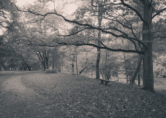 Autumn park with a lonely bench and empty pathway