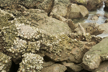 Barnacles on rocks at seashore