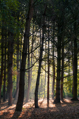 Light shines through the forest