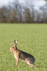 Brown hare (Lepus europaeus)