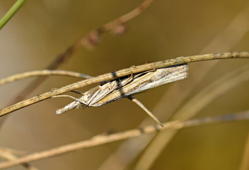icro-moth the Saltmarsh Grass-veneer (Pediasia aridella) 