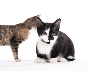 portrait of two cat children