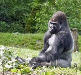 Obraz premium Gorilla