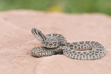 Fototapeta premium Macro of Wild Baby Prairie Rattlesnake (Crotalus viridis) on Red Rock in Colorado