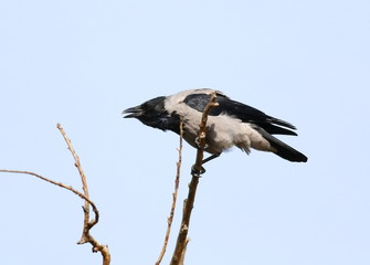 Grey crow on branch, hooded crow, Corvus cornix