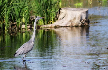 Gray Heron in swamp , Ardea cinerea