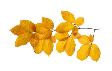  autumn leaves isolated on white