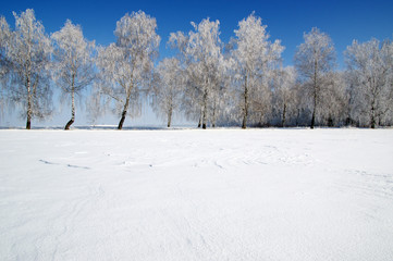 field of snow