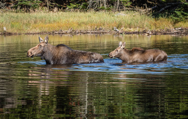 Moose and calf