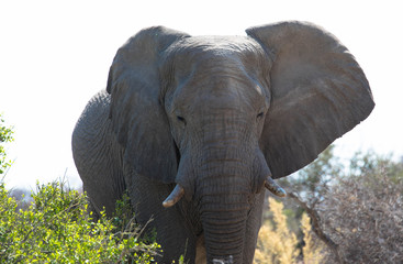 Freilebender Elefantenbulle, Namiba