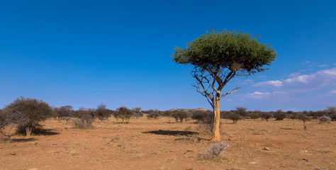 Fototapeta na wymiar Akazie in der Savanne Namibias