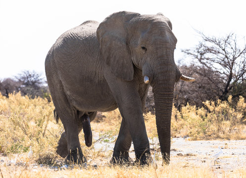 Elefant Lebensgröße
